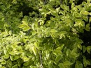 Ulmus parviflora ´Geisha´ 20030510