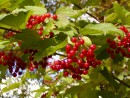 Viburnum opulus 20031015 032