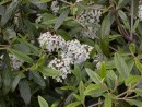 Viburnum x pragense 20040515 061