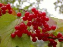 Viburnum opulus 20031015 034