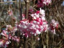 Viburnum baodnatense Dawn 20060401 024